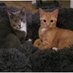 Sage and Axel - We love you, Mr. Biggles!🐾 🌈 (@purringpuppycat) Twitter profile photo Sage and Axel - We love you, Mr. Biggles!🐾 🌈 (@purringpuppycat) Twitter profile photo