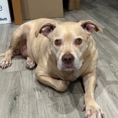 skongolf's profile picture. 