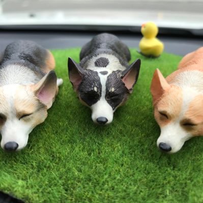 mikiko22nkgw's profile picture. コーギーのさん太（茶）かん太（茶・黒）もみじ（黒） オウムのぎんちゃん筆頭に総勢50羽の鳥と毎日バタバタてんやわんや！