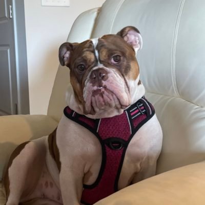 XtineOnLife's profile picture. cat lady, bulldog mom, GenX, America First 🇺🇸