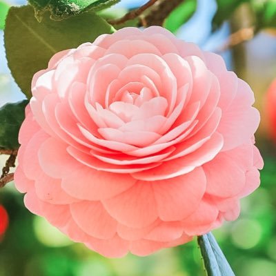 ゆるーく身近なお花や自然の風景をCanonのカメラで撮影しています🌸🌿🕊️一期一会の瞬間を大切に📸心の故郷、総社市が大好きです🍑 🍑🍑
