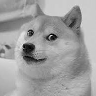 BunMusa00's profile picture. Pump or Dump 
We move....