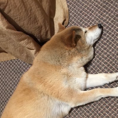 marusha2024's profile picture. ほんわか 気まぐれに(*´◡`*) 赤穂市生まれの柴犬の女の子と暮らしています(お空組) ♡ 宜しくお願い致します ♡