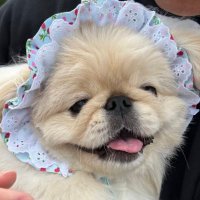 けばぶ (@kebabtabeyogabu) 's Twitter Profile Photo けばぶ (@kebabtabeyogabu) 's Twitter Profile Photo