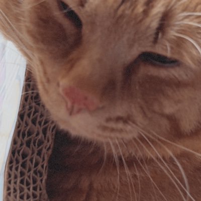 pZjoElJpu6xiAQ6's profile picture. 猫が好き🐈
