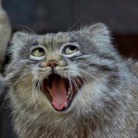 黒猫はち (@xogn6lx8i61wjof) 's Twitter Profile