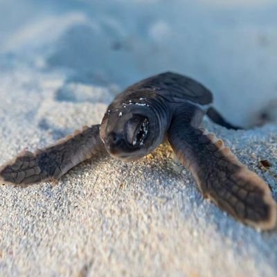 Here's an amazing collection of the ancient spirit of the sea
𓇼 The sea turtle ⋆
