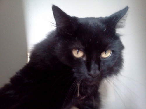 LillyTheCat21's profile picture. I love to sleep and chase butterflies.