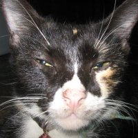 tif²⁵ (@psikoeugm) 's Twitter Profile
