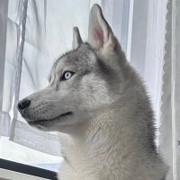 シベリアンハスキー🦋ロゼ (@5rose_husky) 's Twitter Profile Photo シベリアンハスキー🦋ロゼ (@5rose_husky) 's Twitter Profile Photo