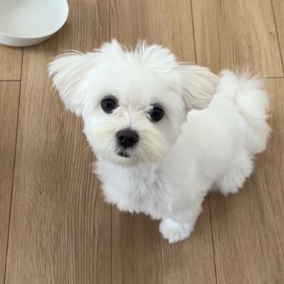 3X554uIlDW6771's profile picture. マルチーズのまろん🌰2023年9月16日生まれ マルチーズ愛強めです❤️ いいね❤️大歓迎です。ペット垢さんフォロバします 変なDM❌