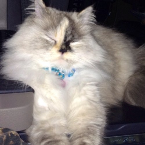 angellcat's profile picture. I'm a lady truck driver. Been driving for about 7 years!!! God and my himilayian help me get thru the challanges by myself!!!