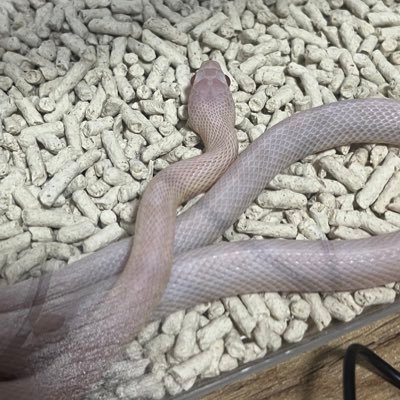 t_dcn1's profile picture. 