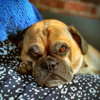 Stockport County | Cars | Surreal comedy | Dogs | Writing | Podcasts | Not a fan of the Tories
