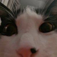 guhbao (@guhbao) 's Twitter Profile