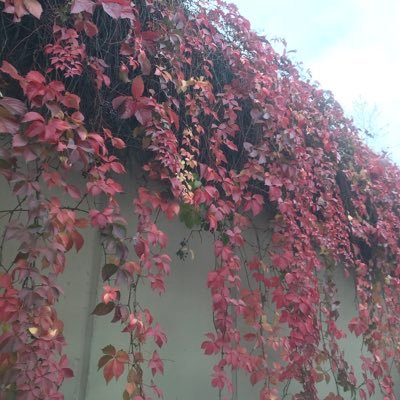 mugetamam's profile picture. Doç.Dr. Nükleer Tıp Uzmanı #KAHEV #hunilidoktor #hunilikızçe #İTF98 #MD