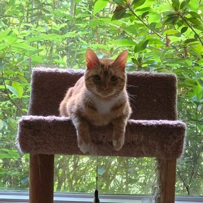 KoboldDude's profile picture. 