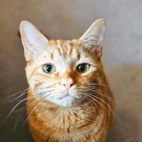 Oppy! (@oppythecat) 's Twitter Profile