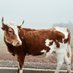 Texas (@bevoowner) Twitter profile photo Texas (@bevoowner) Twitter profile photo