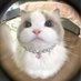 Cara (@its_yourbelle) Twitter profile photo Cara (@its_yourbelle) Twitter profile photo