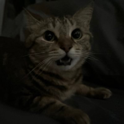 ariyoshikundayo's profile picture. 気軽に話しかけてください。 大手メーカーでマーケティングやりながら細々とゲーミングマッチングアプリの制作をしています。