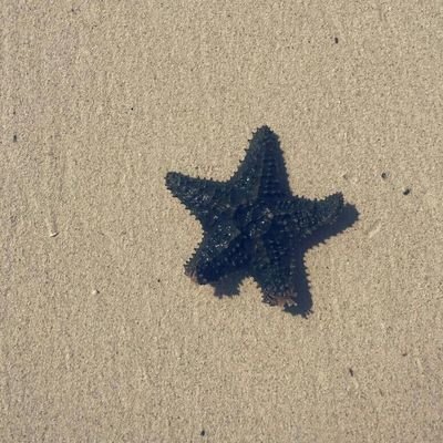 sasweetiess's profile picture. 