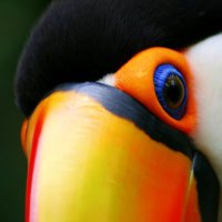 10ktoucan (@10ktoucan) 's Twitter Profile