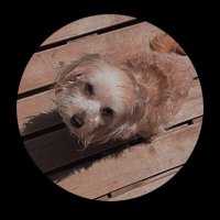 3WBP🇲🇽🇲🇽 (@mob1ftw) 's Twitter Profile
