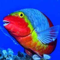 Jesus Ravelo (@fincaelmajuelo) 's Twitter Profile