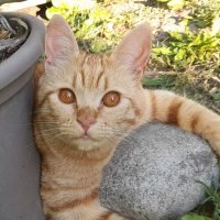 G (@gianfranco1913) 's Twitter Profile Photo G (@gianfranco1913) 's Twitter Profile Photo