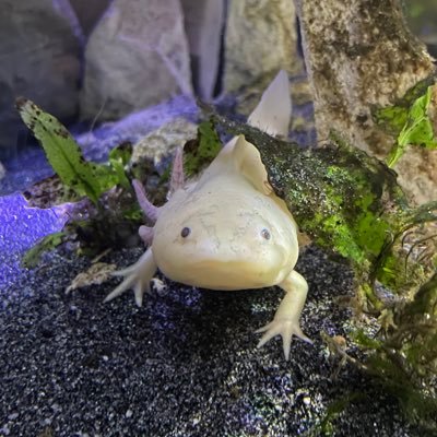 1Rhum11's profile picture. . @aIex667