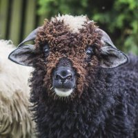 Deichschaf (@kustengore) 's Twitter Profile
