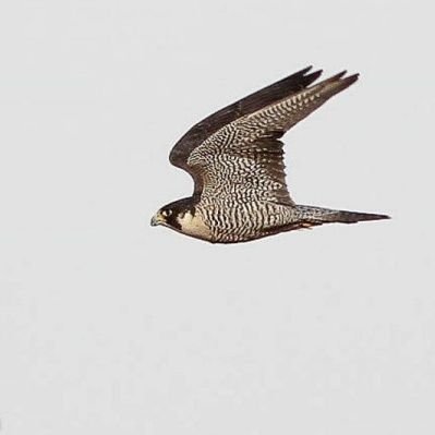 GXI360's profile picture. go!