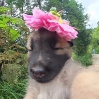 anus (@anusbaby) 's Twitter Profile