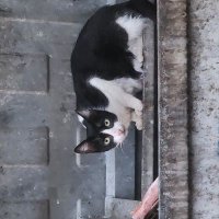 CocaKafa (@oakinsimsek) 's Twitter Profile