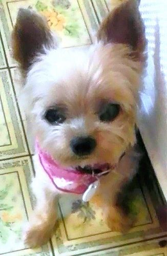 Twitter をはじめてからずっと愛犬ヨーキーのララを主に呟いていました。ララは2017年1月25日16歳9ヶ月4日で 天寿を全うして天使組に昇格しました。動物、サッカー 羊毛フェルト 陶芸、手作り作品、そして地球、世界の人々の暮らし、文化に興味があります。無言フォローお許し下さい。