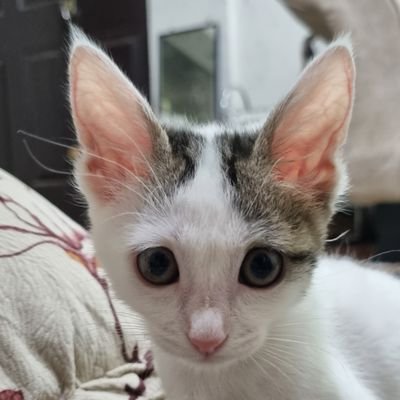 Quzmolla's profile picture. Gurbachev in da house...