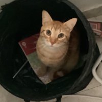 Chan (@boytoy92402869) 's Twitter Profile Photo