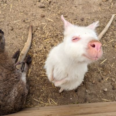 AwldSossige's profile picture. 