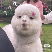 Soolini (@soolini_) 's Twitter Profile