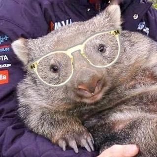 vombategay's profile picture. gay thoughts, gay tech & gay music | ele/dele