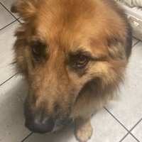 DanAndPuppyDAB (@danandpuppydab) 's Twitter Profile