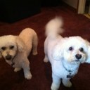 Janet Damron - @luvmy2bichons - Twitter