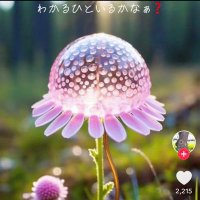 まるる(秋桜) (@aruru2024877456) 's Twitter Profile Photo