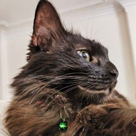 1_Freak_1's profile picture. woman life freedom . 
I don't like people