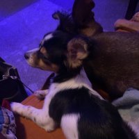 Avalon Da Best (@avalonbest) 's Twitter Profile