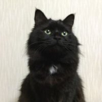 フクネコ (@r3dvtg2) 's Twitter Profile