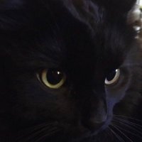 Hotheaded Hoosier (@tgalloy) 's Twitter Profile