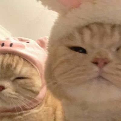 ivysreading's profile picture. here for taylor swift, stray kids and blackpink 🌟 taybrina eras tour attendee 🎀