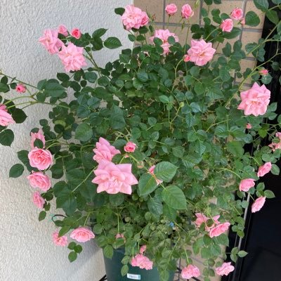 KHD796546452261's profile picture. 旅行が好き。慎重な性格であっても、JTBに10万円も騙されました。同じように被害に遭われる事がないように手口を知って欲しいです。